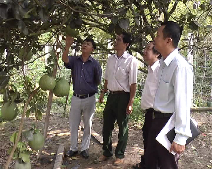 Tham quan mô hình bưởi da xanh.png