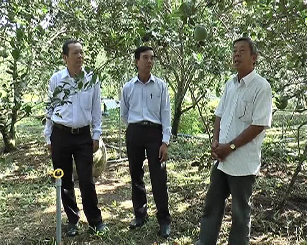 DAI BIEU THAM QUAN HE THONG TUOI PHUN MUA TU DONG VUON BUOI DA XANH CUA ONG TRAN VAN THANH0008.JPG