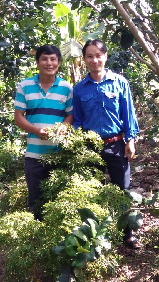 Mô hình cây đinh lăng giúp người nghèo phát triển kinh tế của anh Cao Thanh Hùng và Võ Minh Nhựt xã Tân Phú.png